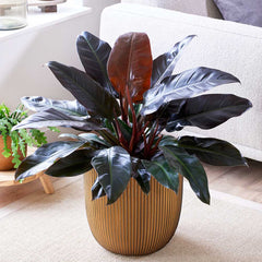 60 - 70cm Imperial Red 24cm Pot Houseplants