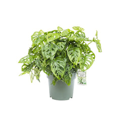 60 - 70cm Monstera Adansonii Monkey Mask 27cm Hydro Pot 