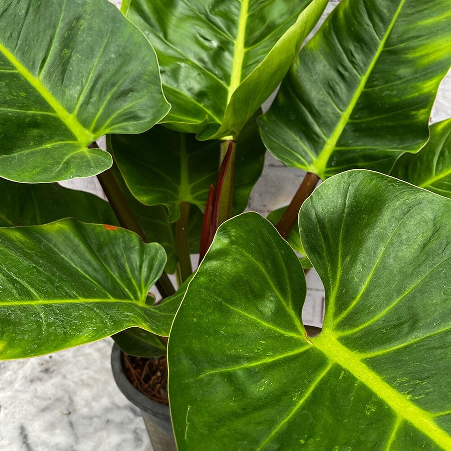 60 - 70cm Philodendron Melinonii 24cm Pot House Plant House Plant