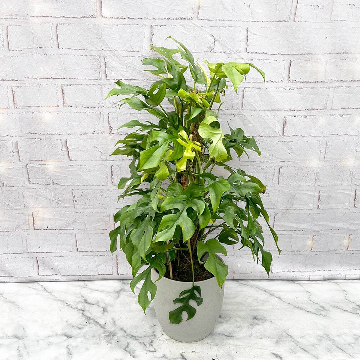 60 - 70cm Rhaphidophora Tetrasperma on Mosspole 17cm Pot House Plant House Plant