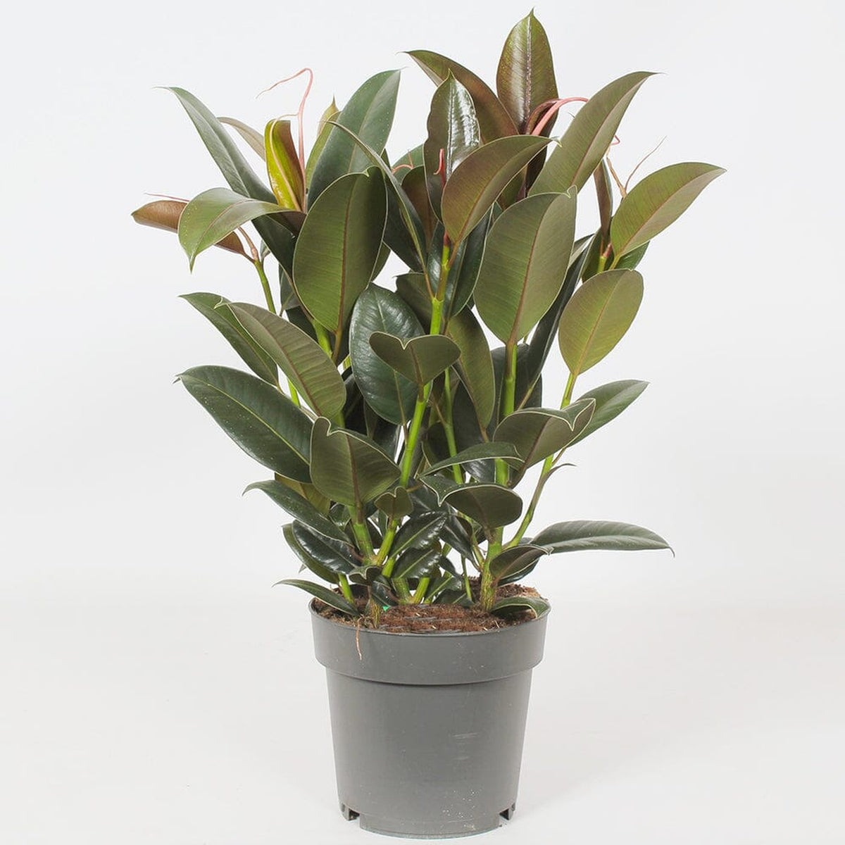 60 - 75cm Ficus Melany 3 Stem Rubber Plant 19cm Pot House Plant House Plant