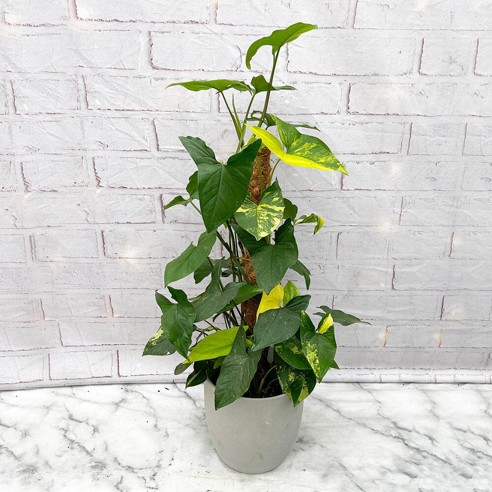 60 - 75cm Syngonium Aurea on Mosspole Arrowhead Plant 17cm Pot House Plant House Plant