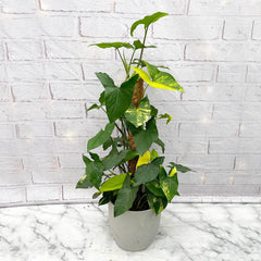 60 - 75cm Syngonium Aurea on Mosspole Arrowhead Plant 17cm Pot House Plant House Plant