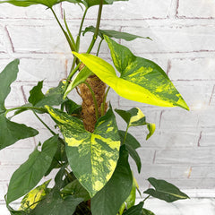 60 - 75cm Syngonium Aurea on Mosspole Arrowhead Plant 17cm Pot House Plant House Plant