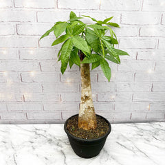 60 - 80cm Bonsai Pachira Aquatica Limited Edition 23cm Pot House Plant House Plant