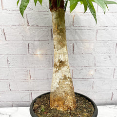 60 - 80cm Bonsai Pachira Aquatica Limited Edition 23cm Pot House Plant House Plant