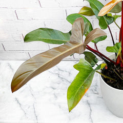 60 - 80cm Philodendron Bronze Florida 21cm Pot House Plant House Plant