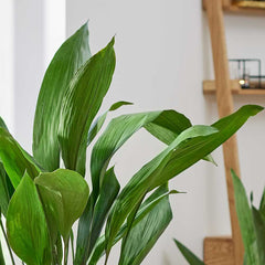 65 - 75cm Aspidistra Elatior Cast Iron Plant 17cm Pot House Plant House Plant