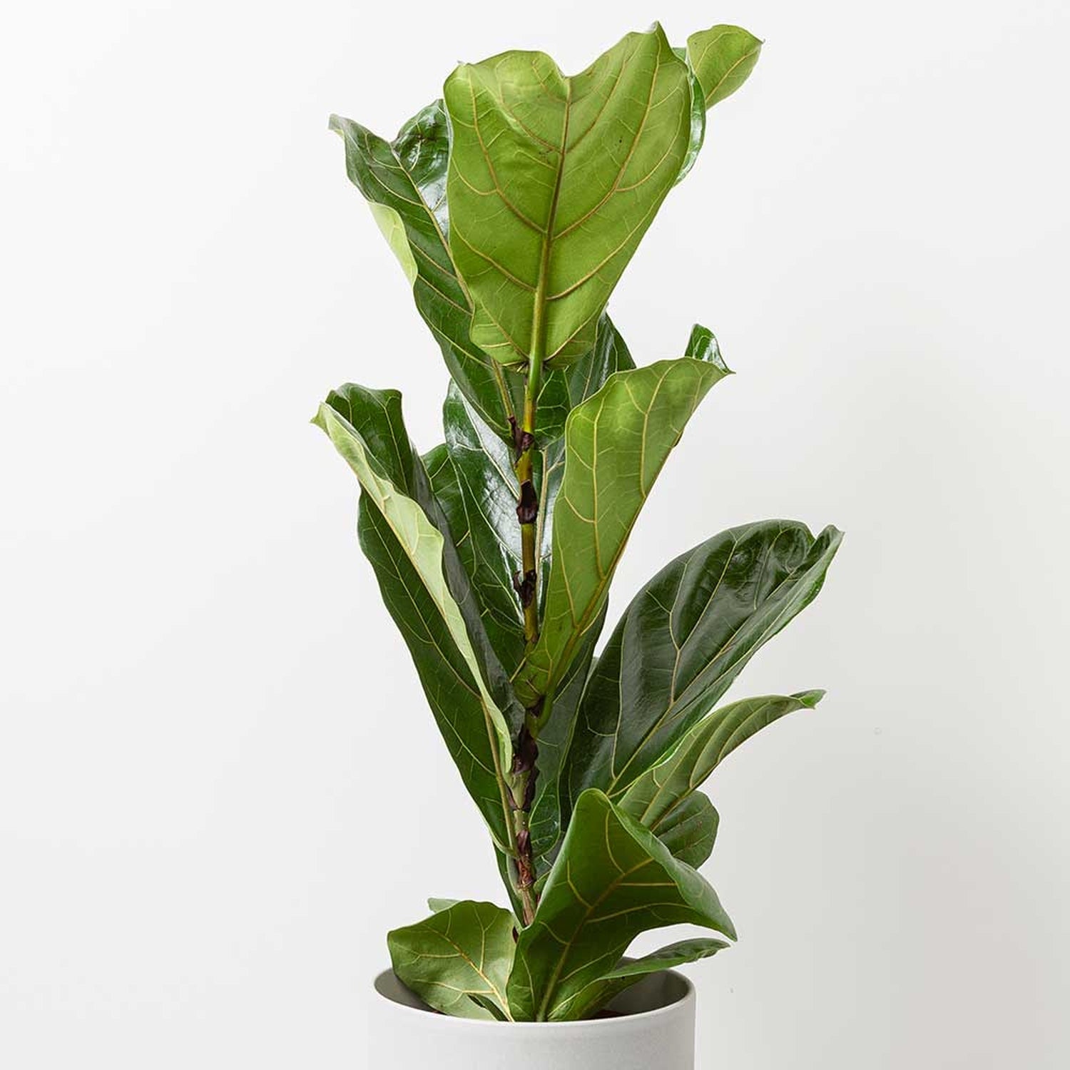 65 - 75cm Ficus Lyrata Fiddle Leaf Fig 17cm Pot House Plant House Plant