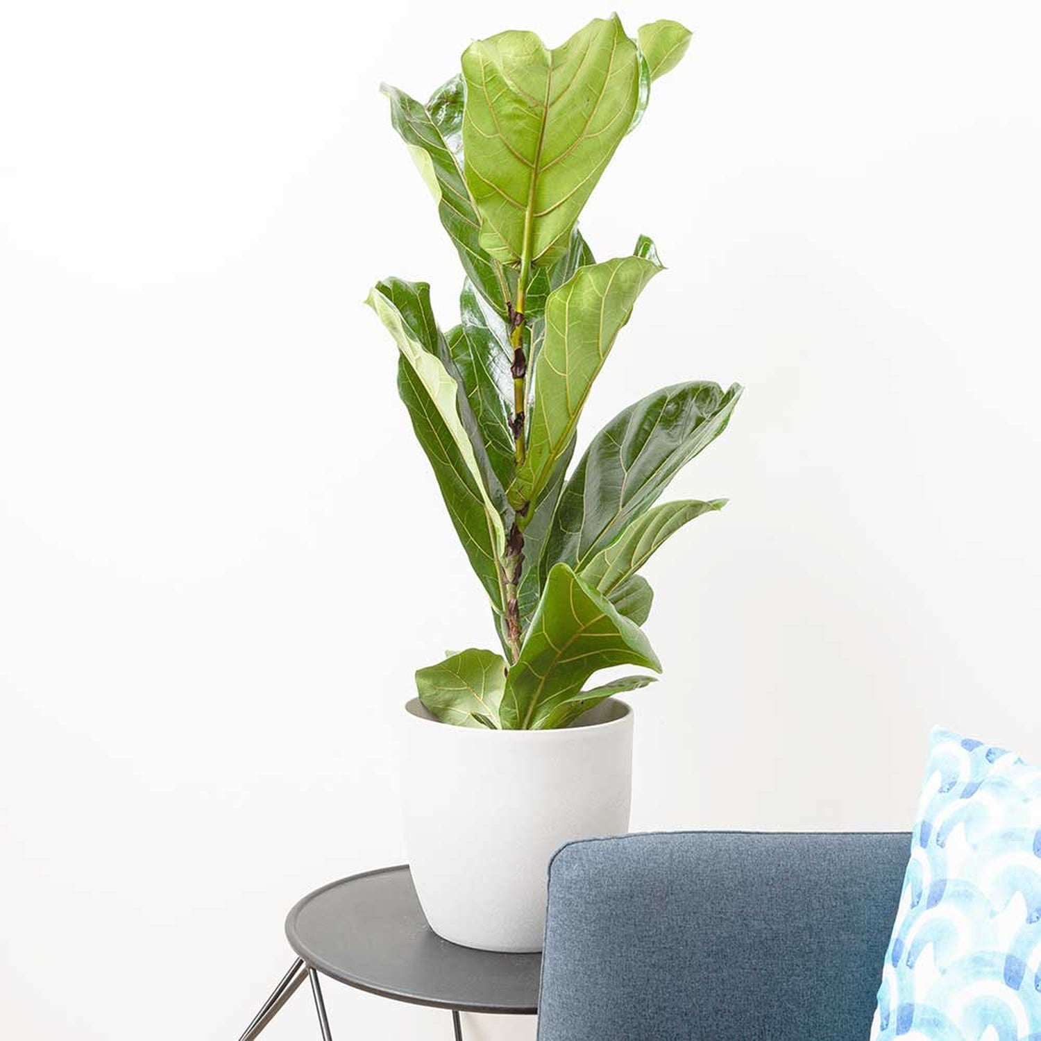 65 - 75cm Ficus Lyrata Fiddle Leaf Fig 17cm Pot House Plants