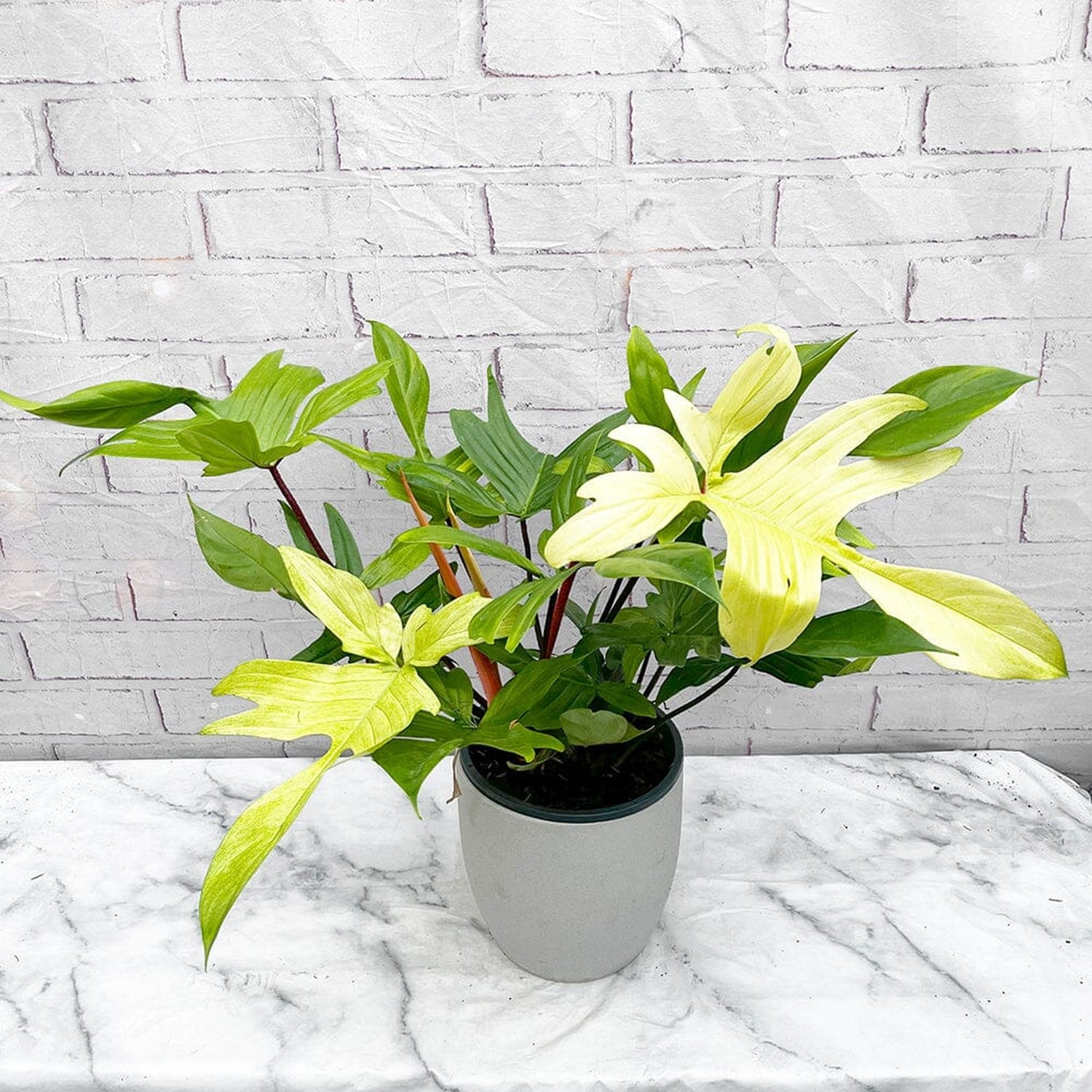 65 - 75cm XL Philodendron Florida Ghost 19cm Pot House Plant House Plant