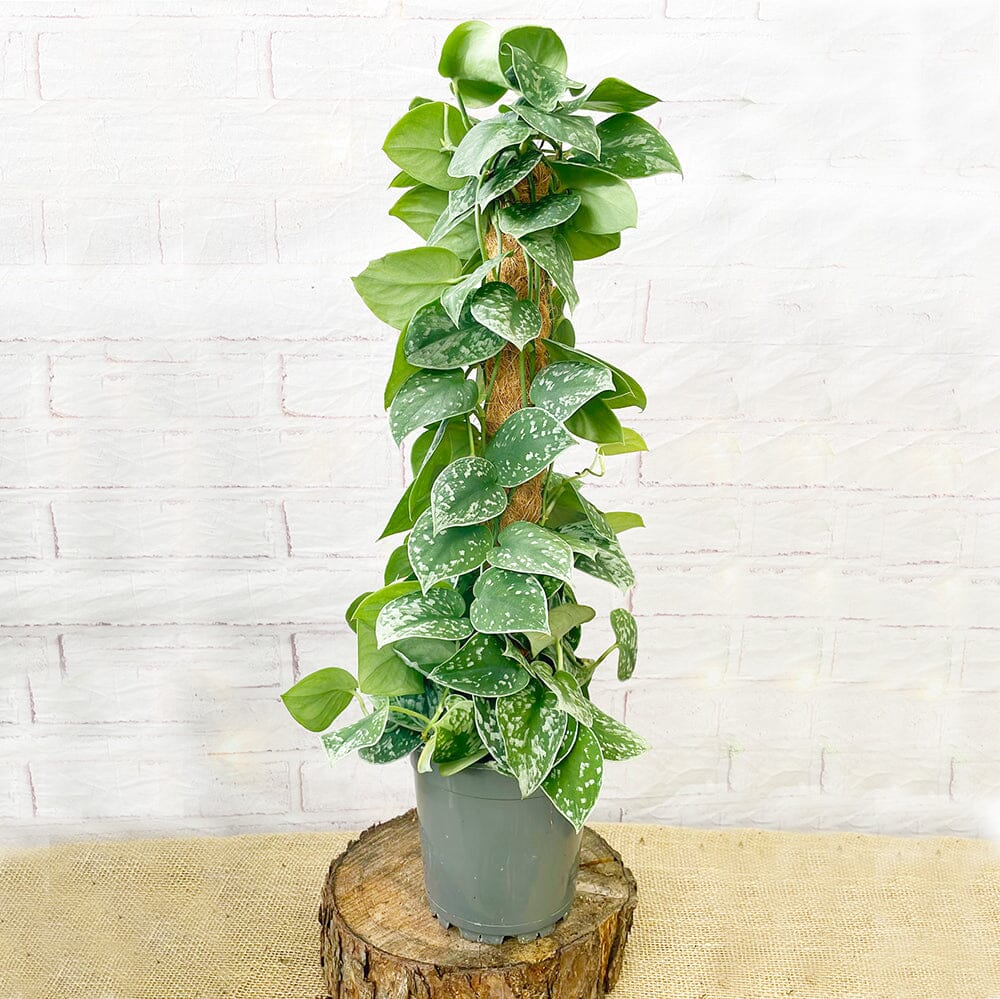 65 - 80cm Epipremnum Silvery Ann on Mosspole Scindapsus 17cm Pot House Plant House Plant