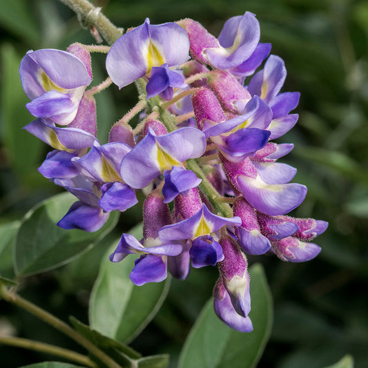 65cm Wisteria Blue Moon Climber 15cm Pot Perennials