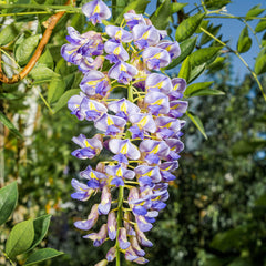 65cm Wisteria Blue Moon Climber 15cm Pot Perennials