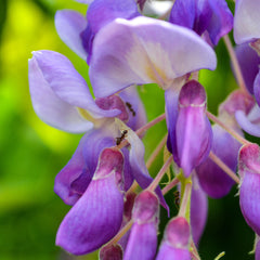 65cm Wisteria Floribunda Black Dragon 15cm Pot Indoor & Outdoor Plants