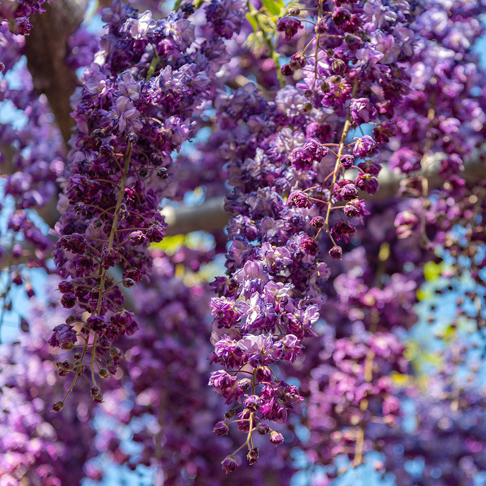 65cm Wisteria Floribunda Black Dragon 15cm Pot Indoor & Outdoor Plants