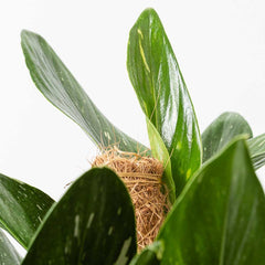 70 - 80cm Philodendron Cobra on Mosspole Monstera Standleyana 19cm Pot House Plant House Plant