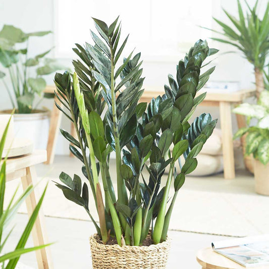 70 - 80cm Super Nova ZZ Plant Zamioculcas Zamifolia 17cm Pot House Plants