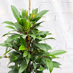 70 - 85cm Ficus Cyathistipula Rubber Plant 21cm Pot House Plant House Plant