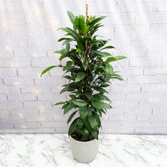 70 - 85cm Ficus Cyathistipula Rubber Plant 21cm Pot House Plant House Plant