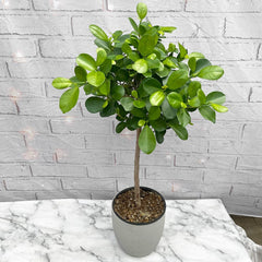 75 - 85cm Ficus Microcarpa Moclame Tree Rubber Plant 19cm Pot House Plant House Plant