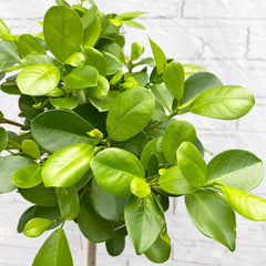 75 - 85cm Ficus Microcarpa Moclame Tree Rubber Plant 19cm Pot House Plant House Plant