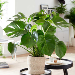 75 - 85cm Monstera Deliciosa Cheese Plant 21cm Pot House Plants