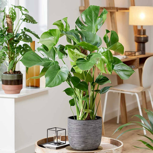 75 - 85cm Monstera Deliciosa on Mosspole Swiss Cheese Plant 17cm Pot House Plant House Plant