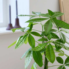 75 - 85cm Pachira Aquatica Money Tree 19cm Pot House Plant House Plant