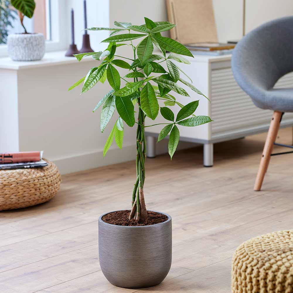 75 - 85cm Pachira Aquatica Money Tree 19cm Pot House Plants