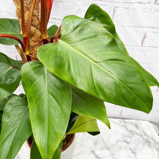 75 - 85cm Philodendron Red Emerald on Mosspole 19cm Pot House Plant House Plant