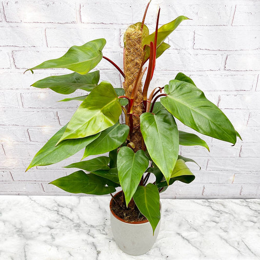 75 - 85cm Philodendron Red Emerald on Mosspole 19cm Pot House Plant House Plant