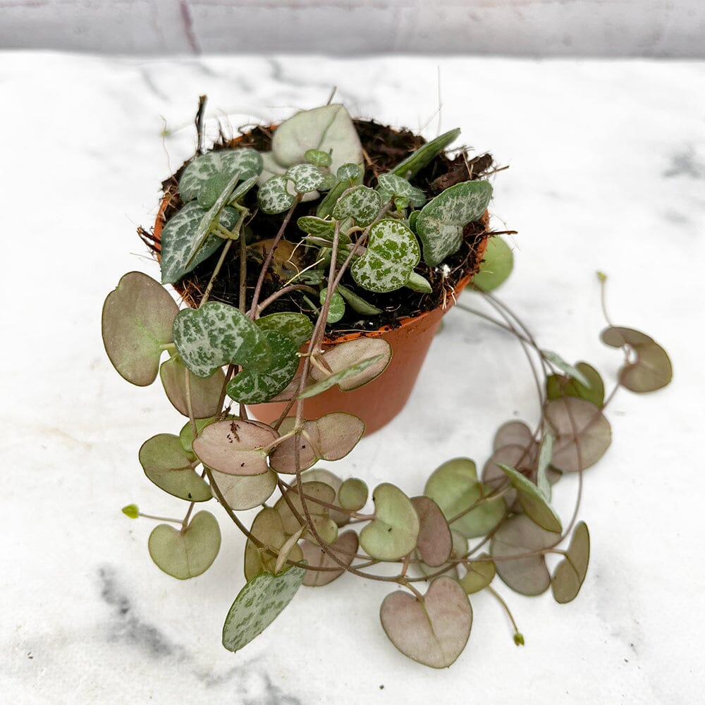 8 - 12cm String of Hearts Ceropegia Woodii 9cm Pot House Plant