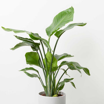 Philodendron Houseplants – Plants For All Seasons