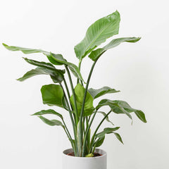 80 - 100cm Strelitzia Nicolai Bird of Paradise 19cm Pot House Plant House Plant