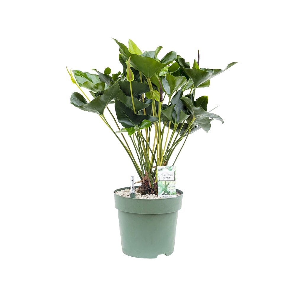 80 - 90cm Anthurium Arrow 30cm Hydro Pot 