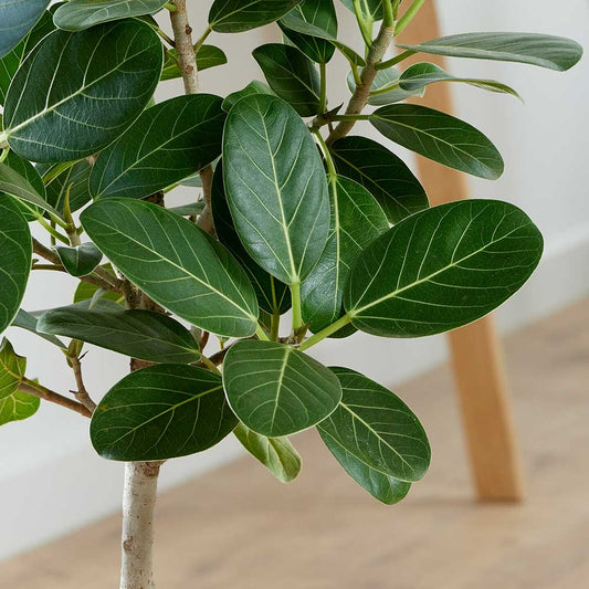 85 - 95cm Ficus Audrey Tree Rubber Plant 21cm Pot House Plant House Plant