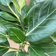 85 - 95cm Ficus Audrey Tree Rubber Plant 21cm Pot House Plant House Plant