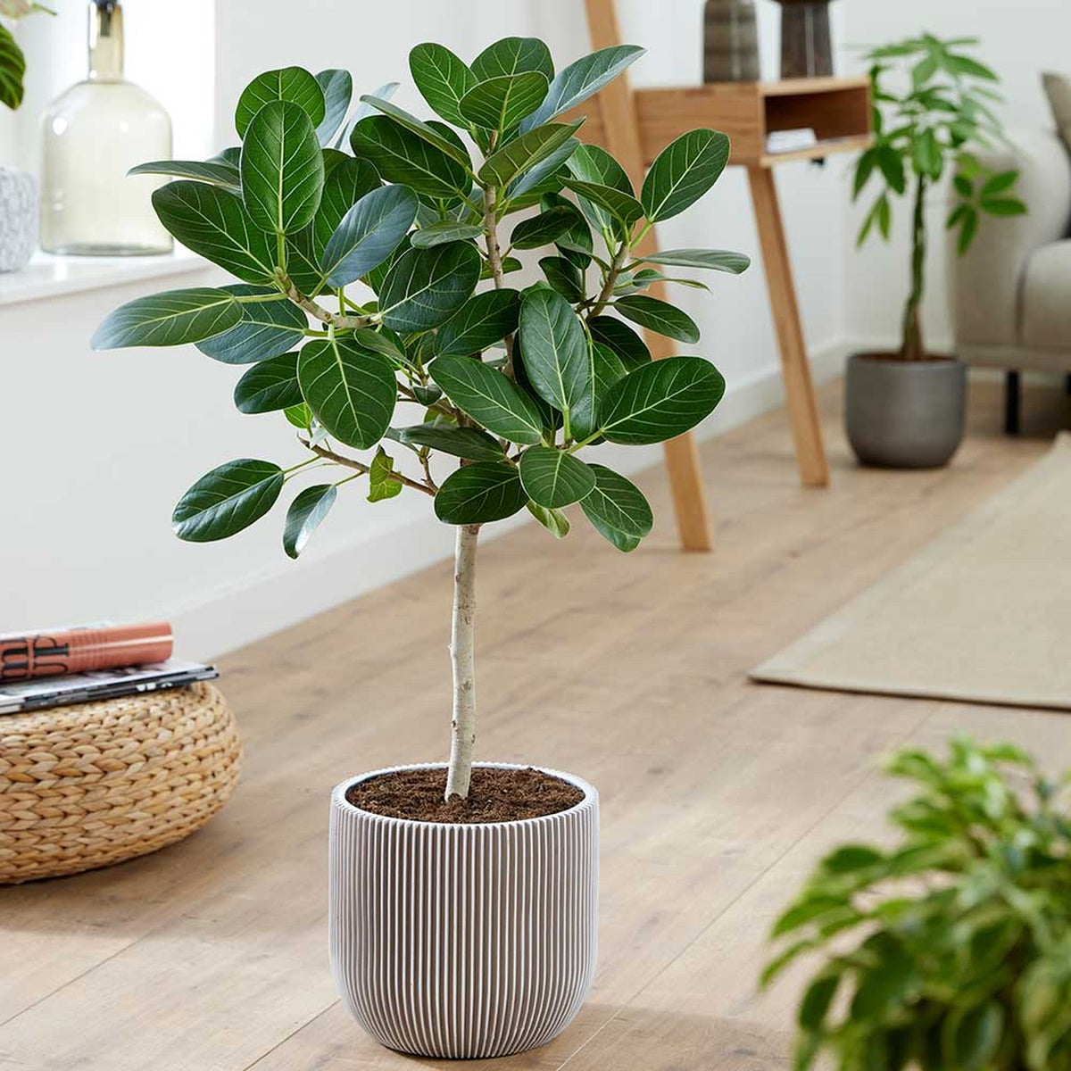 85 - 95cm Ficus Audrey Tree Rubber Plant 21cm Pot House Plants