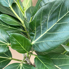 85 - 95cm Ficus Audrey with 3 Stems Rubber Plant 27cm Pot House Plant House Plant