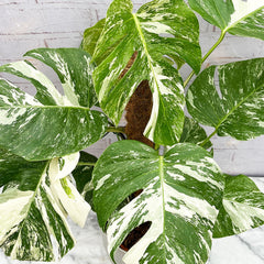 85 - 95cm Monstera Variegata Albo on Mosspole Variegata Variegated Cheese Plant 21cm Pot House Plant House Plant