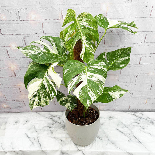 85 - 95cm Monstera Variegata Albo on Mosspole Variegata Variegated Cheese Plant 21cm Pot House Plant House Plant