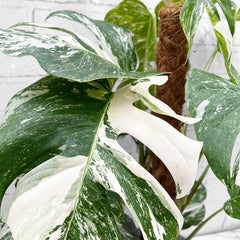 85 - 95cm Monstera Variegata Albo on Mosspole Variegata Variegated Cheese Plant 21cm Pot House Plant House Plant