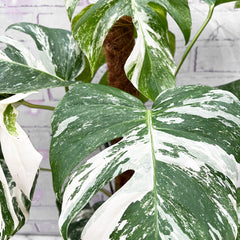 85 - 95cm Monstera Variegata Albo on Mosspole Variegata Variegated Cheese Plant 21cm Pot House Plant House Plant