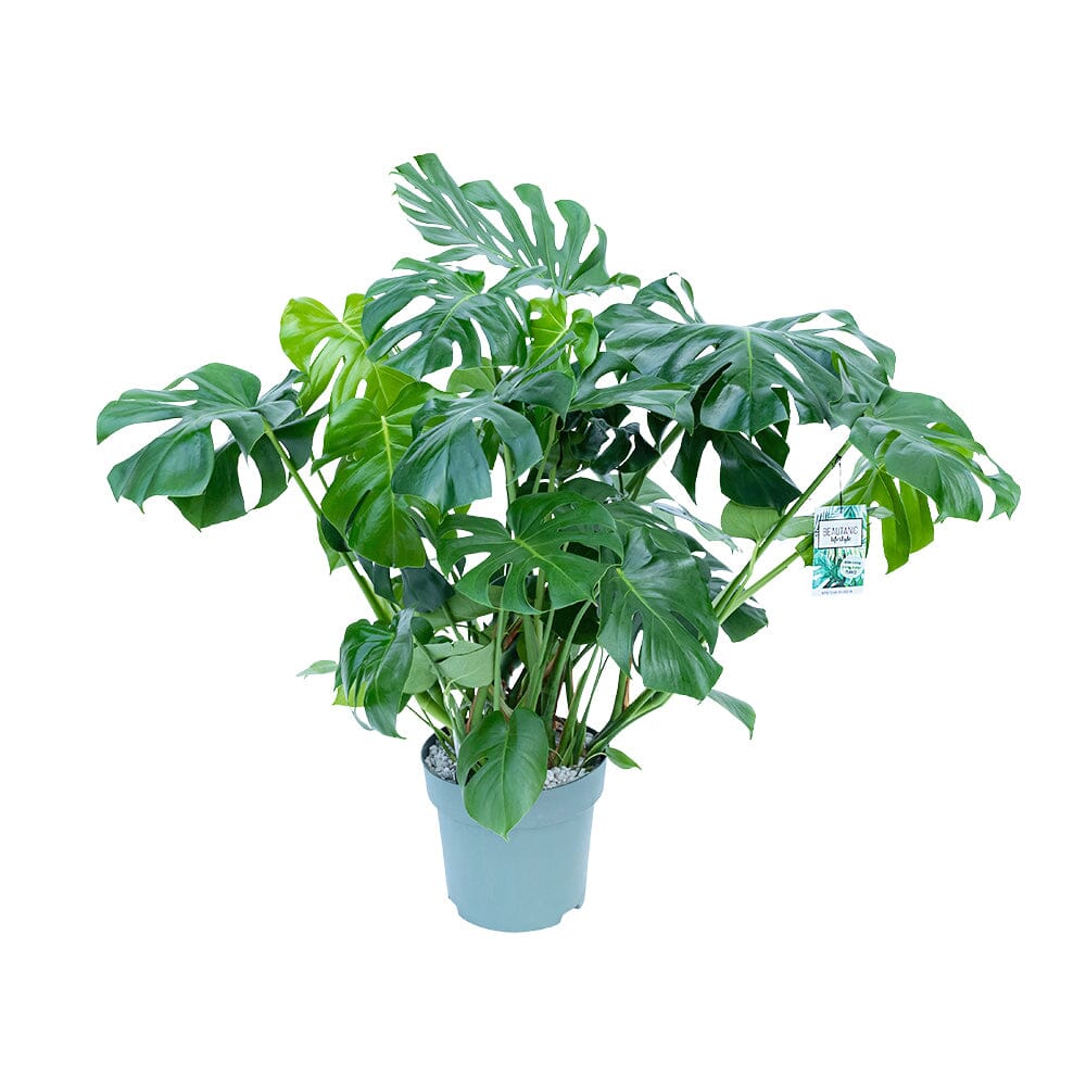 90 - 100cm Monstera Deliciosa Cheese Plant 30cm Hydro Pot 