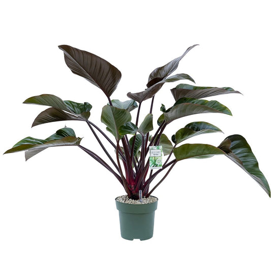90 - 100cm Philodendron Red Beauty 27cm Hydro Pot 
