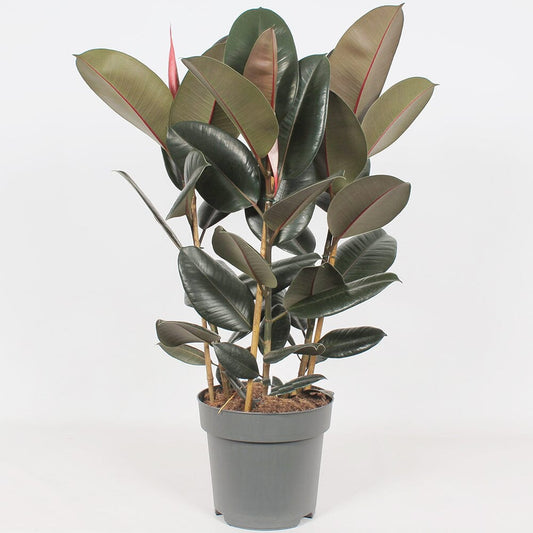 90 - 110cm Ficus Abidjan 3 Stem Rubber Plant 27cm Pot House Plant House Plant