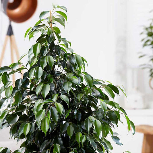 90 - 110cm Ficus Daniella Rubber Plant 21cm Pot House Plant House Plant