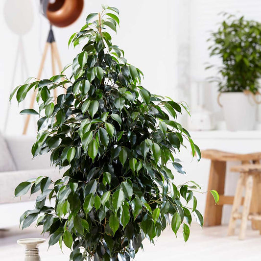 90 - 110cm Ficus Daniella Rubber Plant 21cm Pot House Plants