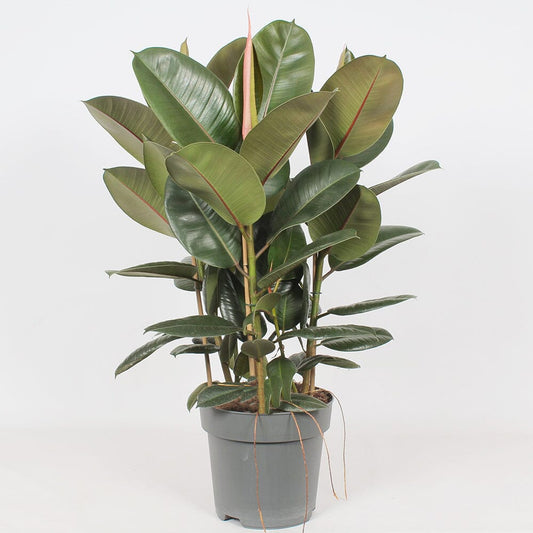 90 - 110cm Ficus Robusta 3 Stem Rubber Plant 27cm Pot House Plant House Plant